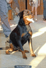 Preciosa camada de rottweiler - mejor precio | unprecio.es