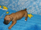 preciosos cachorros de BOXER CON PEDIGREE LOE 350 EUROS - mejor precio | unprecio.es