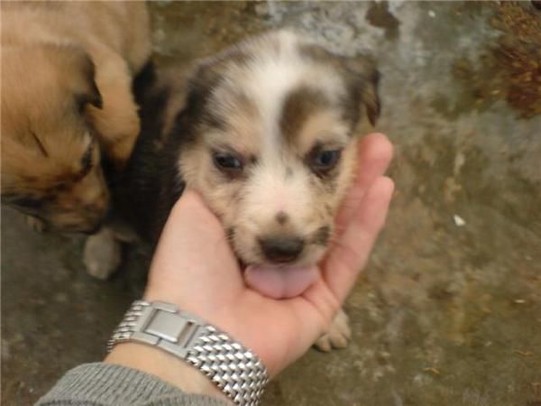 Se regalan cachorritos o los sacrifican el 23 de diciembre