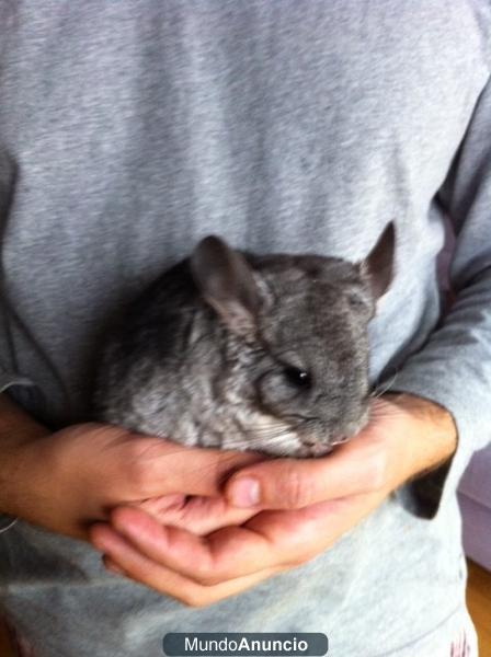 Vendo chinchilla macho recien destetada