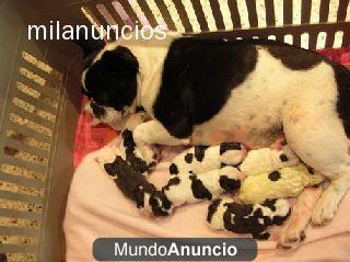 bulldog frances , bichon maltes ,chihuahuas ,westys ,Carlinos,mini pinchers etc en Barcelona