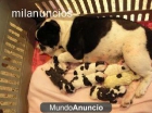 bulldog frances , bichon maltes ,chihuahuas ,westys ,Carlinos,mini pinchers etc en Barcelona - mejor precio | unprecio.es