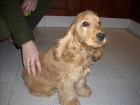 Busco para monta cocker spaniel ingles con pedigree - mejor precio | unprecio.es