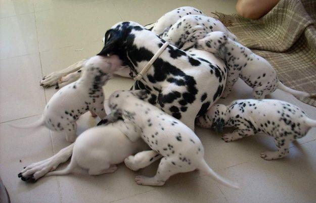 cachorros dalmata