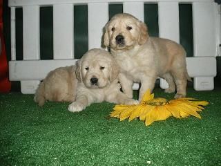 CACHORROS DE GOLDEN, PURA RAZA Y ECONOMICOS