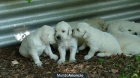 Cachorros golden retriever - mejor precio | unprecio.es