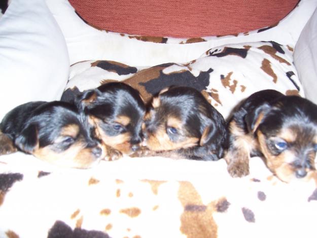 Cachorros Yorkshire