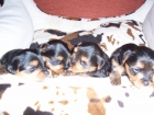 Cachorros Yorkshire - mejor precio | unprecio.es