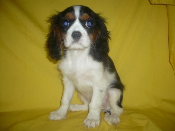 CAVALIER impresioantes