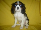 CAVALIER impresioantes - mejor precio | unprecio.es