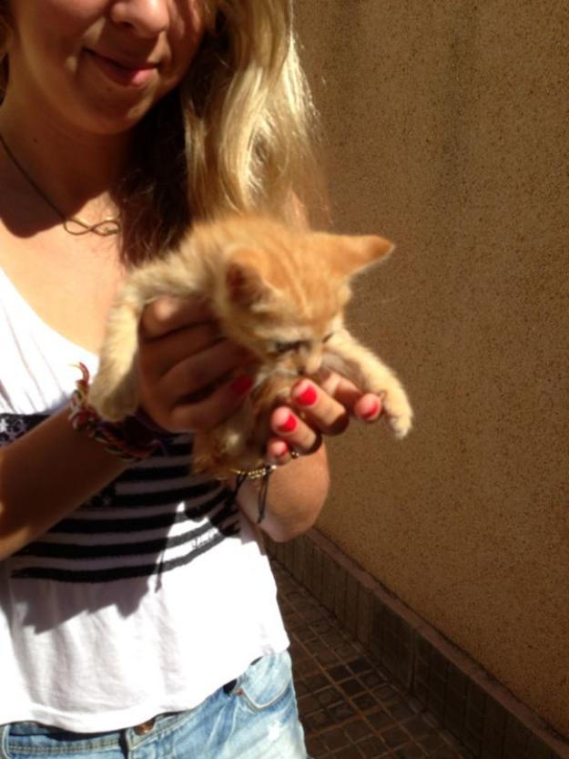 Gatitos mansos en la calle