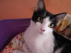 Oliver, precioso gatito salvado de la calle necesita adoptante - mejor precio | unprecio.es