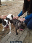 proxima camada bulldog frances - mejor precio | unprecio.es