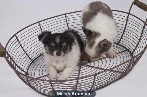 Regalo Chihuahua cachorros Malaga