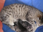 Se regalan gatitos! - mejor precio | unprecio.es