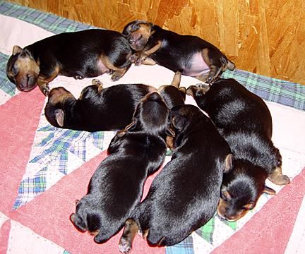 son todos los cachorros yorkie negro Estos son algunos de foto de las 4 mujeres y 2male aquí hay algunas fotos de los ca