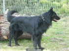 AQUILES, pastor belga de groenendael en protectora - mejor precio | unprecio.es