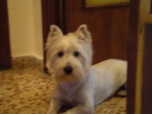 busco novia ma llamo rufus y soy un westie de 3 años - mejor precio | unprecio.es