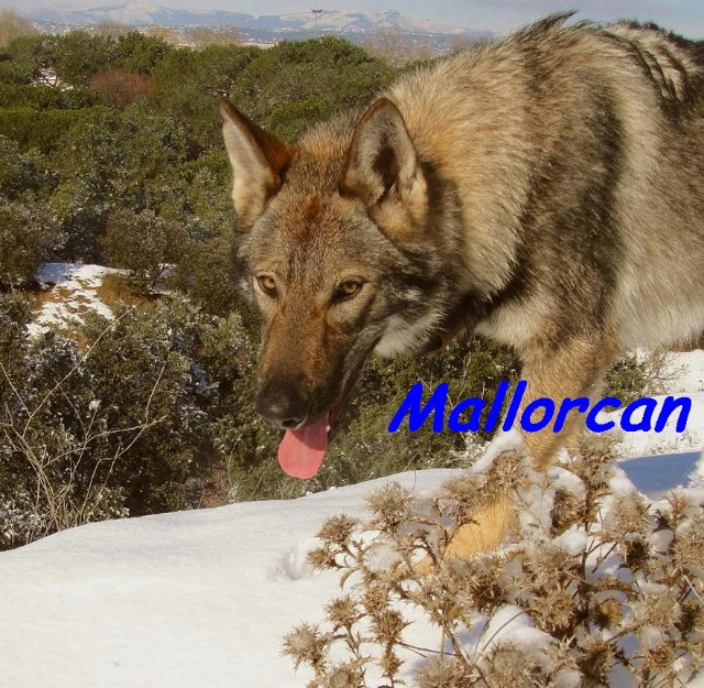 Cachorros de perro lobo de iberico