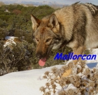Cachorros de perro lobo de iberico - mejor precio | unprecio.es