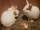 Camada de conejos enanos blancos preciosos - mejor precio | unprecio.es