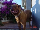 DOGO DE BURDEOS PARA MONTAS - mejor precio | unprecio.es