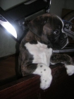 excelente cachorro de boxer con pedigree - mejor precio | unprecio.es