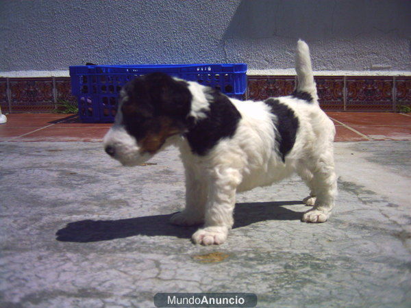 FOX TERRIER WIRE HEMBRA NACIDA EL 26 DE MARZO 09