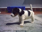FOX TERRIER WIRE HEMBRA NACIDA EL 26 DE MARZO 09 - mejor precio | unprecio.es