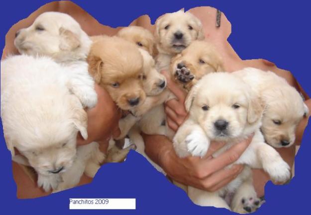Golden retriever