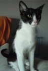 Goya, precioso gatito de 3 meses en adopción - mejor precio | unprecio.es
