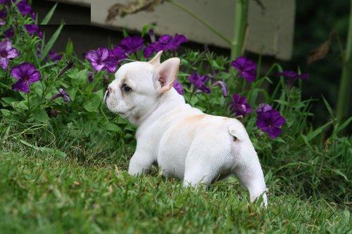 Gratis Preciosa hembrita de Bulldog francés — Barcelona