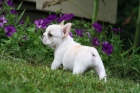 Gratis Preciosa hembrita de Bulldog francés — Barcelona - mejor precio | unprecio.es