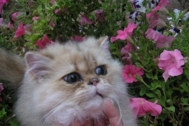 Precioso gato persa golden