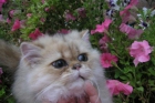 Precioso gato persa golden - mejor precio | unprecio.es