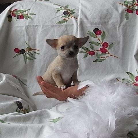 Varios chihuahuas disponibles, buen pedigree
