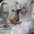 Varios chihuahuas disponibles, buen pedigree - mejor precio | unprecio.es