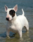 vendo cachorro 4 meses bull terrier macho color blanco con vendo cachorro 4 - mejor precio | unprecio.es