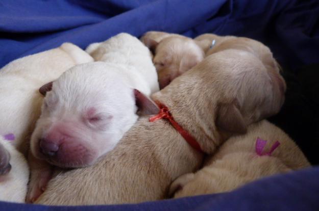 Venta de cachorros