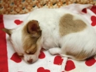 cachorro de chihuahua - mejor precio | unprecio.es