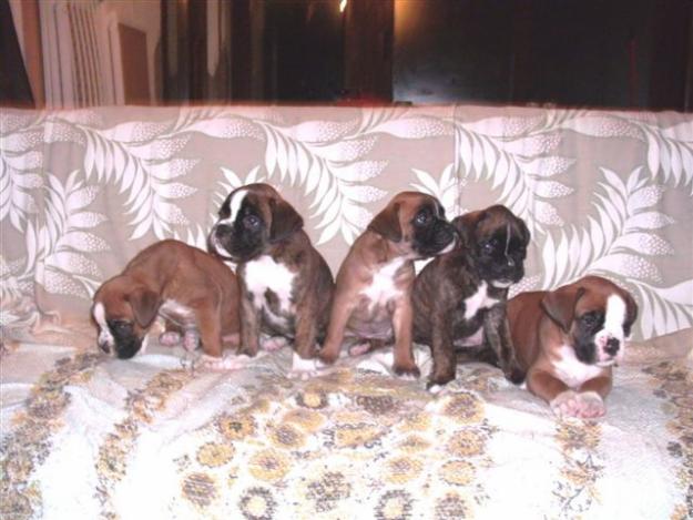 CACHORROS BOXER