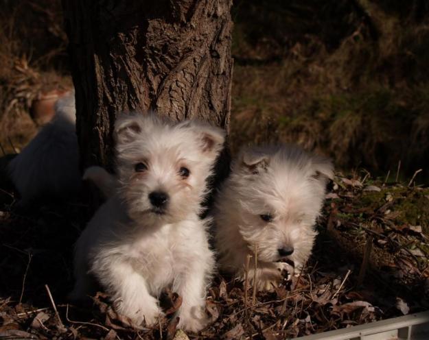 Encantadores cachorros de West higland terrier