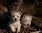 Encantadores cachorros de West higland terrier - mejor precio | unprecio.es