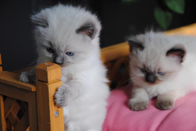 GATITO RAGDOLL CON PEDIGREE