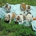 Inglés bulldog cachorros disponibles ( Gratis ) - mejor precio | unprecio.es