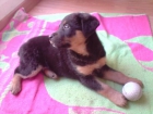 regalo cachorro de rottweiler con pastor aleman de 3 meses URGENTE - mejor precio | unprecio.es