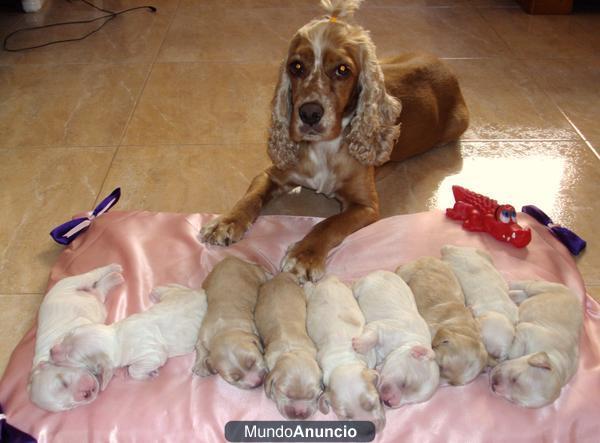 Se venden cachorros de Cocker Ingles