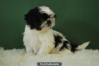 Shih Tzu listos para entregar fantasticos - mejor precio | unprecio.es