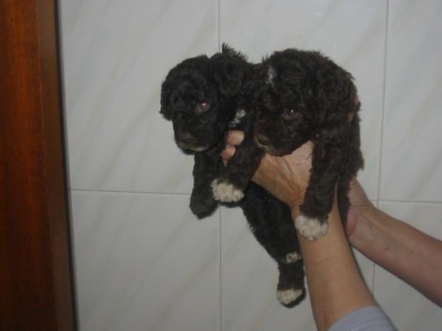 Autenticos cachorros de agua,perfectos,no dan alergia.