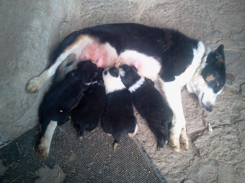 Border Collie